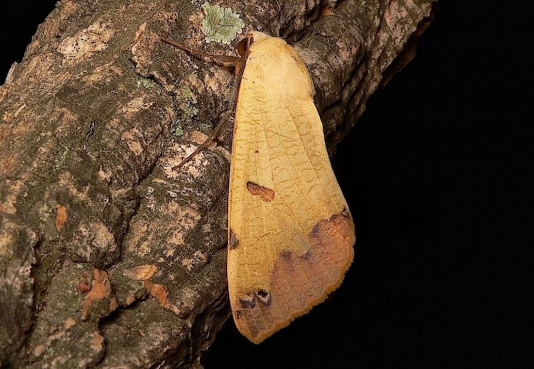 Ophiusa tirhaca (Cramer, 1773) - Erebidae